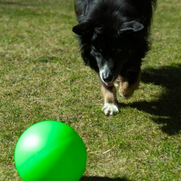 PROCYON Treibball Größe S - extra stabil - grün – Bild 3